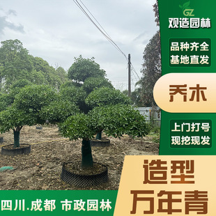 Evergreen Saplings, Sichuan Landscaping, House Courtyard Shapes, Evergreen and Cold-Resistant Bonsai, Fortune-Attracting Plant Trees in All Seasons