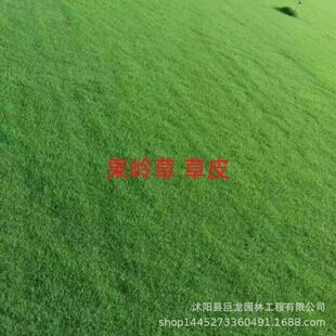 Lawn Base Wholesale Greening Special Bluegrass Lawn Turf Garden Ground Cover Greening Bluegrass Lawn