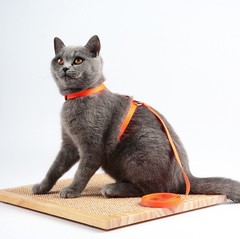 Cat-specific I-shaped chest and back harness walking cat rope nylon Cat lead leash T cat lead rope
