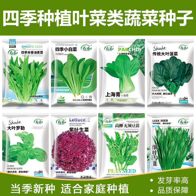 批发四季叶菜类蔬菜种子菜种香菜白菜萝卜菜籽生菜青菜种籽孑菠菜