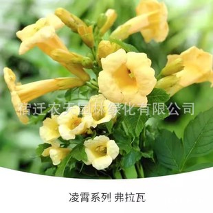 Japanese Lingxiao Hard-Bone Flower Seedlings Bloom Vine Plants Bloom All Year Round, Courtyard Balcony Roof Potted Plants Bloom in All Seasons