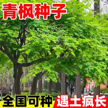 青枫种子籽林木护坡园林绿化槭树籽青枫树籽落叶小乔木青枫树种子