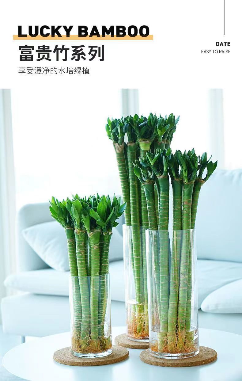 带根文昌竹龙竹富贵竹转运竹水养植物客厅室好养内盆栽水培绿徐萍-阿里巴巴