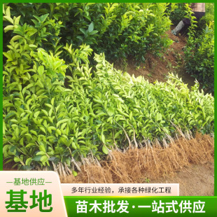 �����F؛���I�h�ʠ��޽����������ך���������1�׸�������50-60��