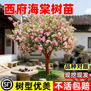 �������Ę���ͥԺ���ԸߗU���z���Ļ��ļ��_���ͺ�ֲ���ϱ����Nֲ