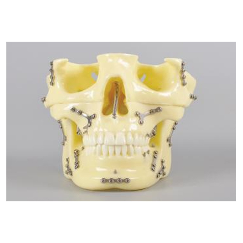 Modelo de simulación dental simple de modelo de práctica de enseñanza oral tipo reposacabezas modelo de cabeza simple de sujeción de mesa modelo de simulación de cabeza image 8