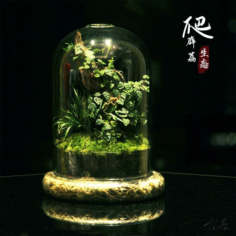 Шариковая бутылка с морскими водорослями, креативный мох, микропейзаж, горшечная столешница, тропический лес, ландшафтный дизайн, бутылка для растений, подарок, прочная