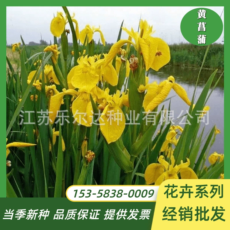 Оптовая водные растения цветок семена желтый АИР цветок семена желтого ириса видов ириса Озеленение сценический проект водных растений семян трав