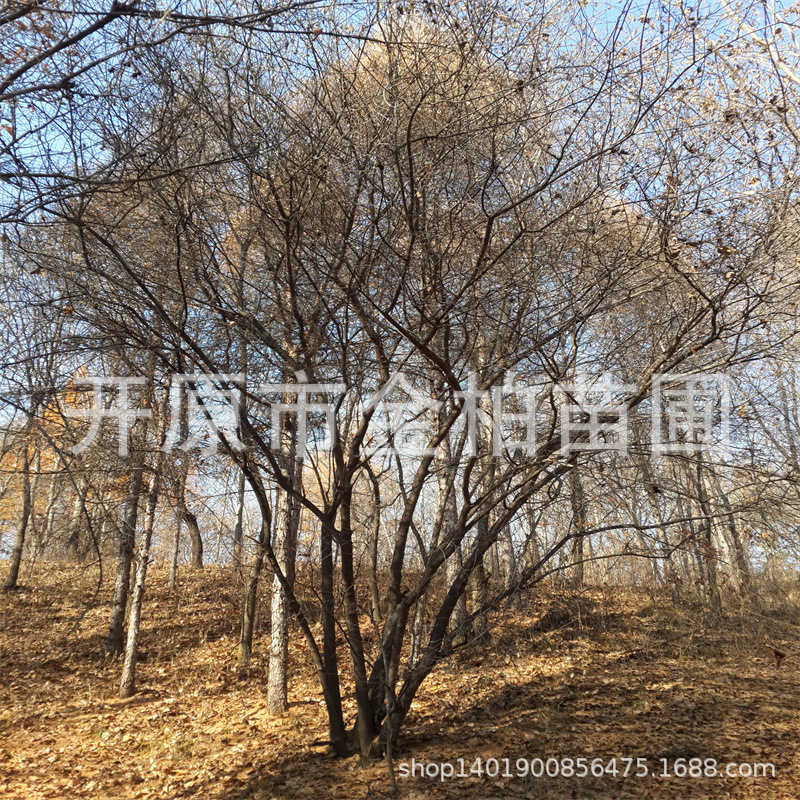 丛生茶条槭大树三角枫绿篱小苗造型盆栽枫树5-15分枝茶条槭树苗