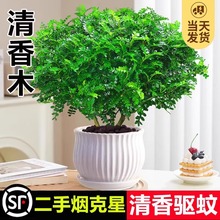 清香胡椒木盆栽室内客厅驱蚊植物好养花卉防蚊虫绿植净化空气盆景
