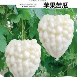 种子;草种子;草坪