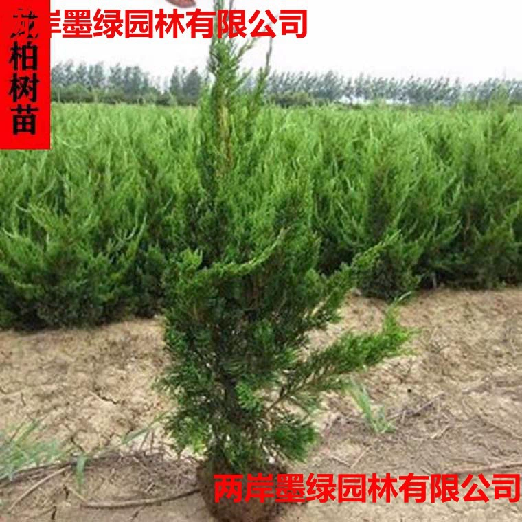Саженцы кипариса, саженцы, малые зеленые саженцы, саженцы для деревьев и кустарников,乔木, кипарис 101 нет