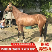 ���T�İ��Rʲô�r�� ����С�������T���R�����X �T�R����ʲô��̎