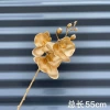 Three-headed Phalaenopsis