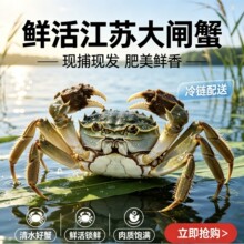 江苏大闸蟹礼盒装鲜活螃蟹10只肥大满黄公蟹母蟹湖鲜河蟹团购批发