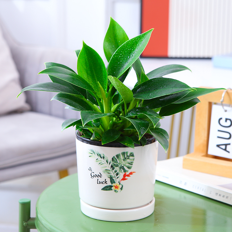 3개의 골든 다이아몬드 25cm+녹색 잎이 있는 도자기 대야+영양액✓