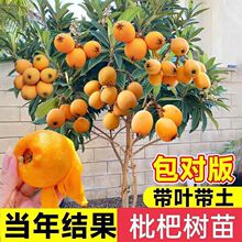 枇杷树苗嫁接大五星特大果无核砂糖白玉枇杷果树常绿庭院大树果苗