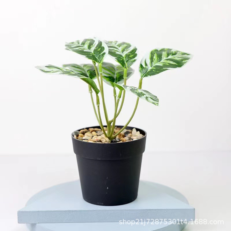 小石子国际盆景洛石叶