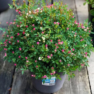 Japanese Super Micro Rose Flower Seedlings Bloom in All Seasons, Mini Miniature Rose Green Plants, Indoor Balcony Small Potted Plants, Easy to Maintain