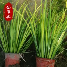 金叶石菖蒲盆栽苗基地批发 水生植物耐寒旱 金边金线菖蒲绿化用苗