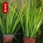 金边基地植物水生苗