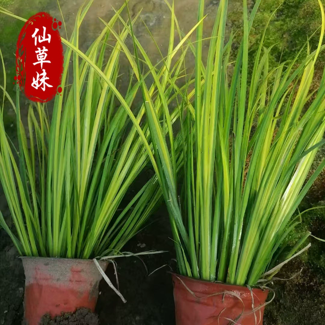 Саженцы каламуса в горшках с золотыми листьями, зеленые растения, саженцы желтого каламуса в горшках, оптовая продажа ландшафтного покрытия, цветочное зеркало, водная культура в заболоченных местах