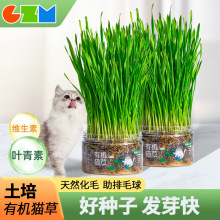 猫草盆栽小麦种子粒土培懒人成猫幼猫化毛零食去毛球水培猫咪用品