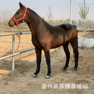 �F���Bֳʲô�ӵİ��R�T���R Ӱҕ�R���a�����R �Rƥ�Bֳ