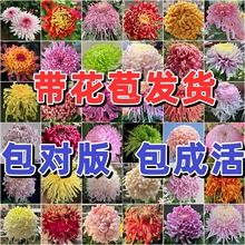 ��ϡ��Ʒ�N��ջ������Դ�����´����ջ��绨��ֲ�����Խ����_