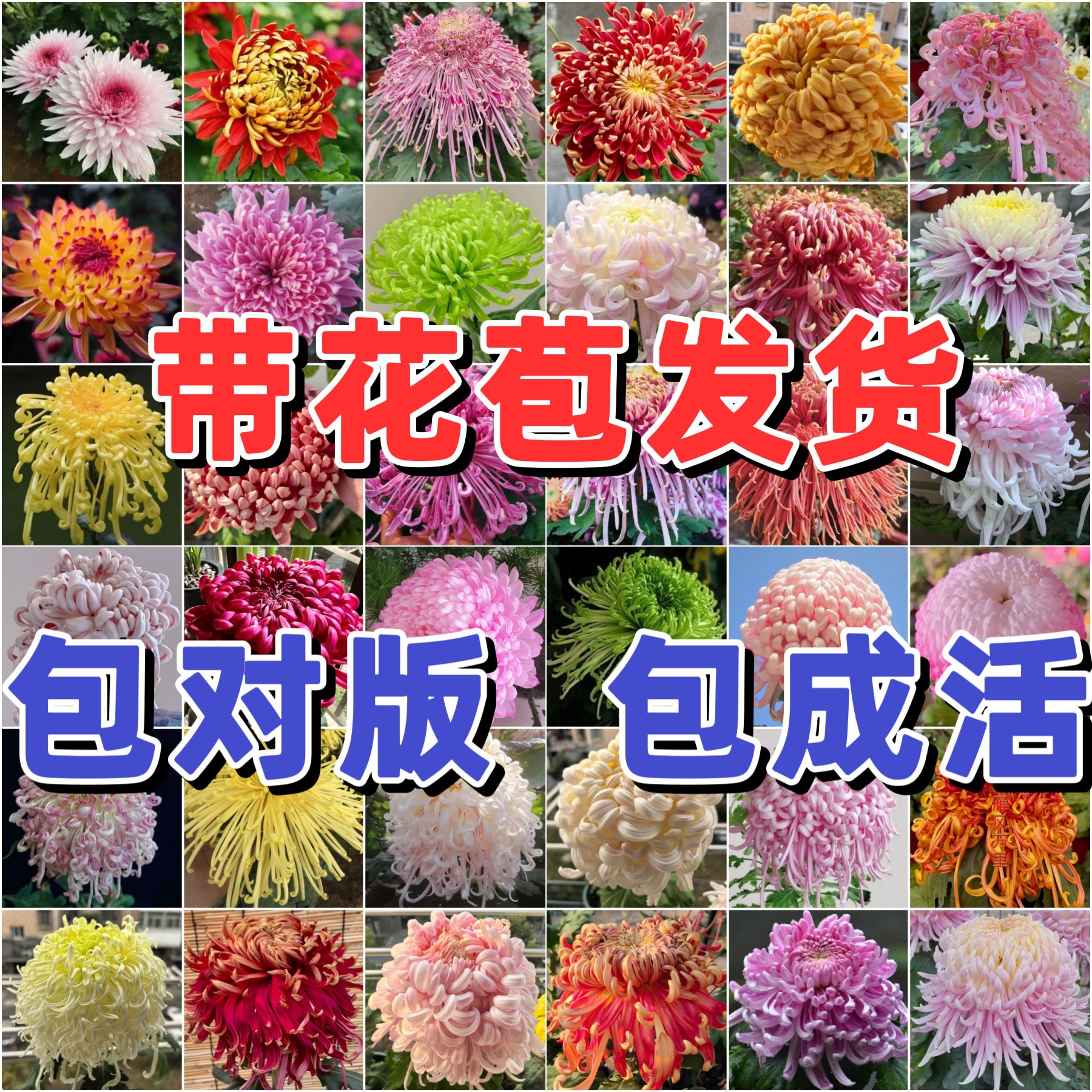 爆款【稀有品种大菊花】盆栽大苗九月大菊秋菊花苗花卉植物盆栽今