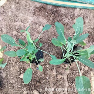 Sage Grass Flower Plant Nursery Wholesale Blue Flower Sage Ground Cover Sage Flower Sea Landscape Seedling Cup Seedlings