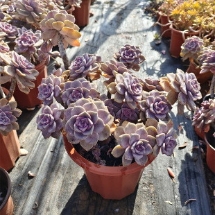 Zile Laoyao Zhuanglu Raising Exquisite Succulent Plants Yunnan Base Straight Hair Styling Decorative Garden Scenery Free Shipping