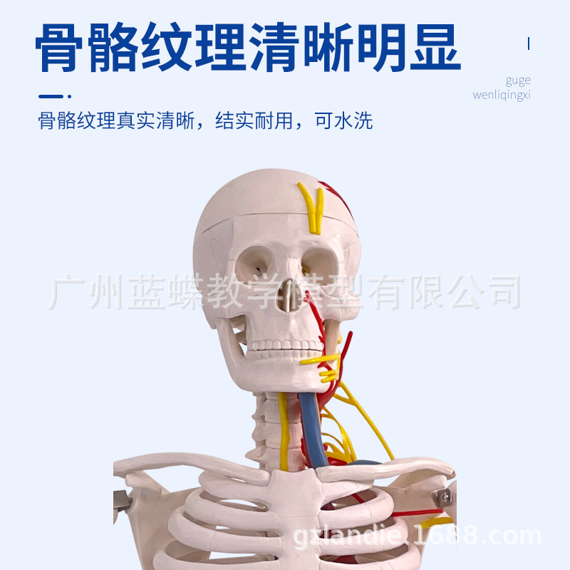 85CM�����������������Ѫ�ܹǼ�ģ��ȫ���Ǽ�����ģ�ͳ���С����