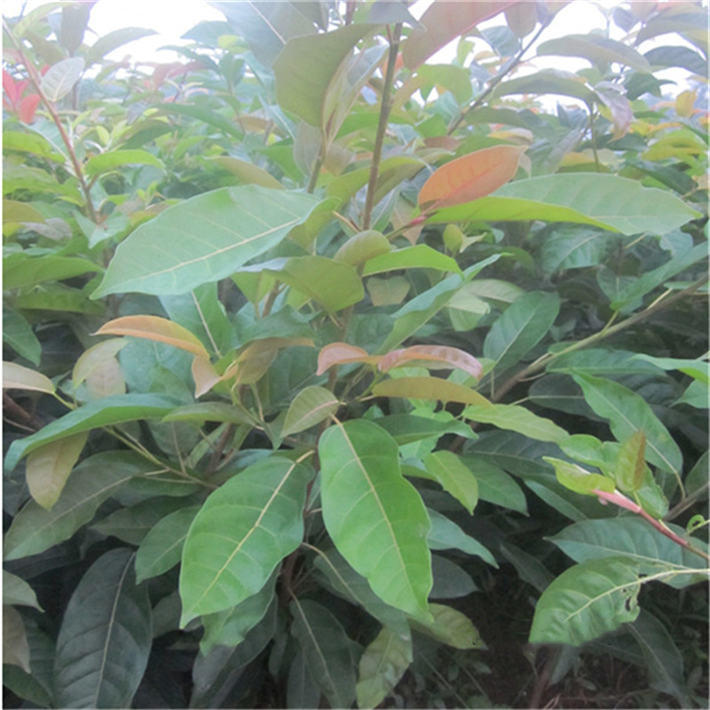 Base Wholesale Huang Ge Saplings Landscape Greening Tall Deciduous Trees Base Wholesale Huang Ge Saplings Landscape Greening Tall Deciduous Trees