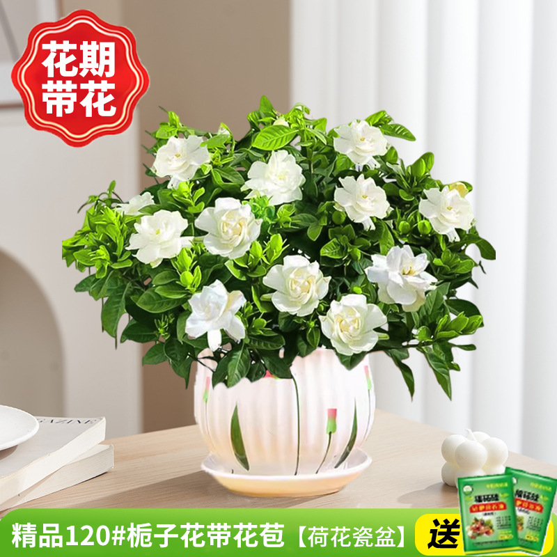 부티크 120#치자나무 개화기(연꽃 도자기 화분)에 영양액을 공급