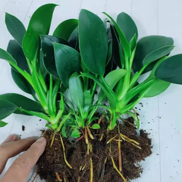 金钻盆栽绿萝箩花卉植物室内花水培绿植多肉好养发财树高颜值盆栽