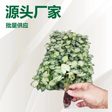 Դ�^�S�����������k���ӼҾGֲ�׺����Ϲ���@�־G�����ܷN�����l