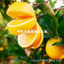 �~�ɠ�Ě����޽�Ě�Ș����Ϸ���ȳ��Ә�������Ě�����������
