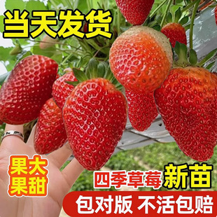 �����������Ͳ�ݮ�N���ӷNֲ�ļ��N�Ӱ��玧�������ʳ������÷