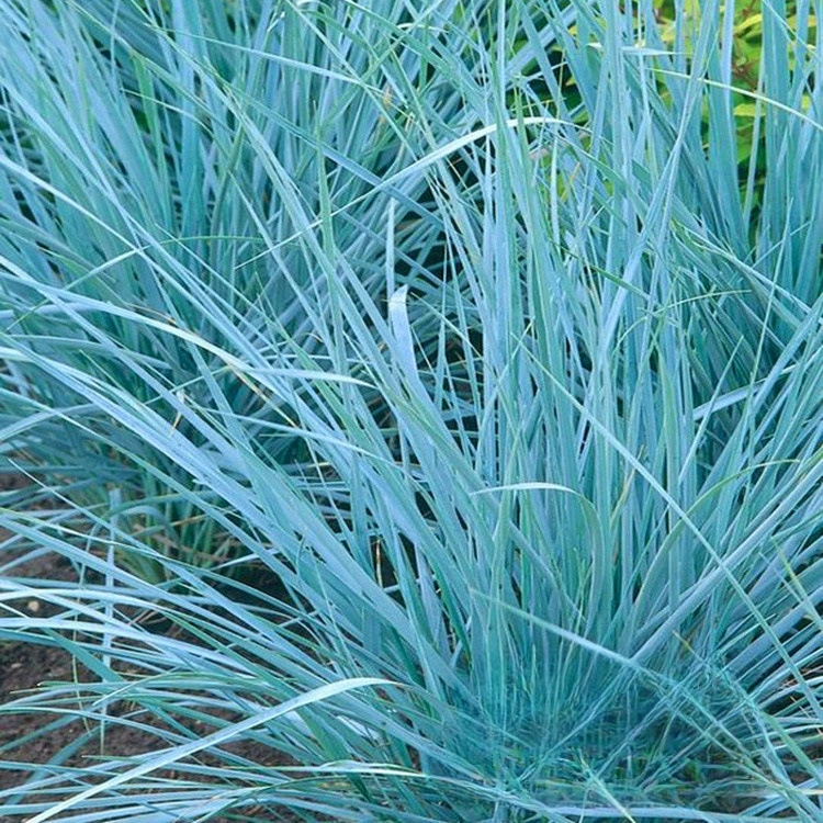 Оптовая Синяя Граница Пшеница Индийский Мискантус Питомник Оптовая Цветок Граница Декоративная Трава