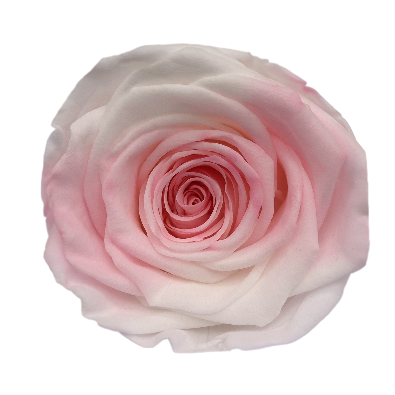 Rosa degradada eterna A+ con efecto degradado de color azul hielo, rosa seca triturada, flor preservada, fabricante de Yunnan, venta al por mayor.