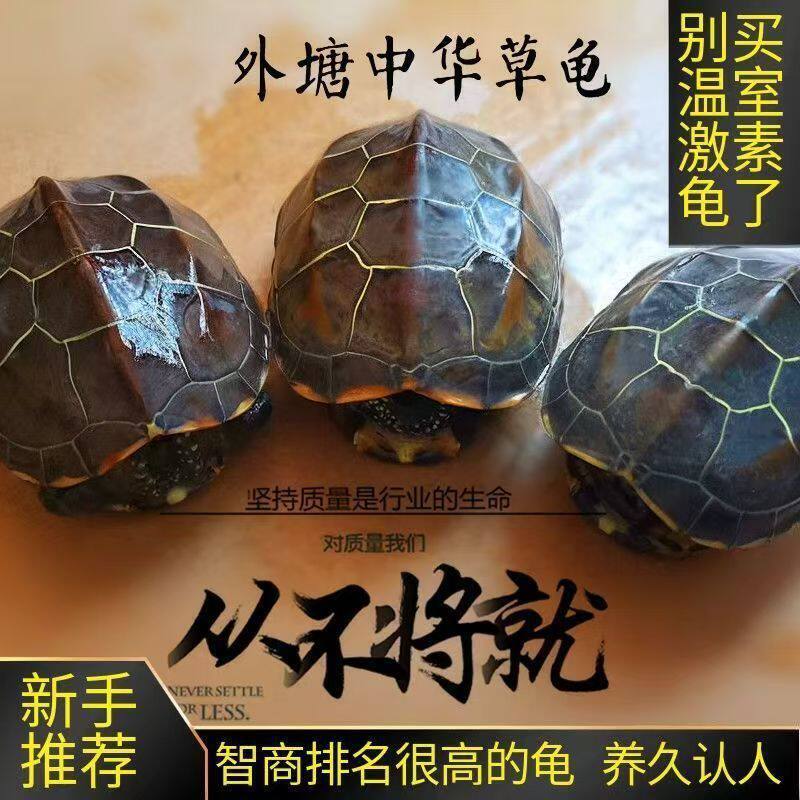 【Chinese Grass Turtle】Chinese Grass Turtles for Outdoor Ponds, Male and Female Pair, Pet Turtles, Long-Lived Turtles, Turtle Hatchlings 【Chinese Grass Turtle】Chinese Grass Turtles for Outdoor Ponds, Male and Female Pair, Pet Turtles, Long-Lived Turtles, Turtle Hatchlings