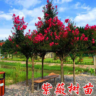 ��ޱ������ռtС��ͥԺ�Nֲ�ļ��_����΢�L���t����Ϙ������ͺ�