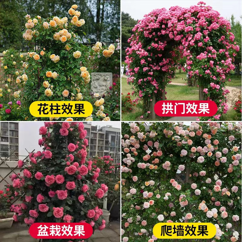 Semillas de flores, semillas de flores.