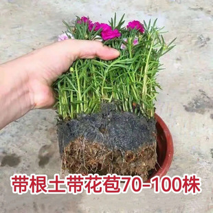 [��������������]̫ꖻ����ɫ�ذ����Ի��ļ��_�������̨ͥԺ