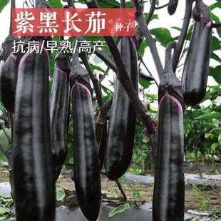 Black Prince Long Eggplant Seeds, Four-Season Early Maturing, Disease-Resistant and High-Yielding Field Garden Eggplant Seeds, Line Eggplant Vegetable Seeds