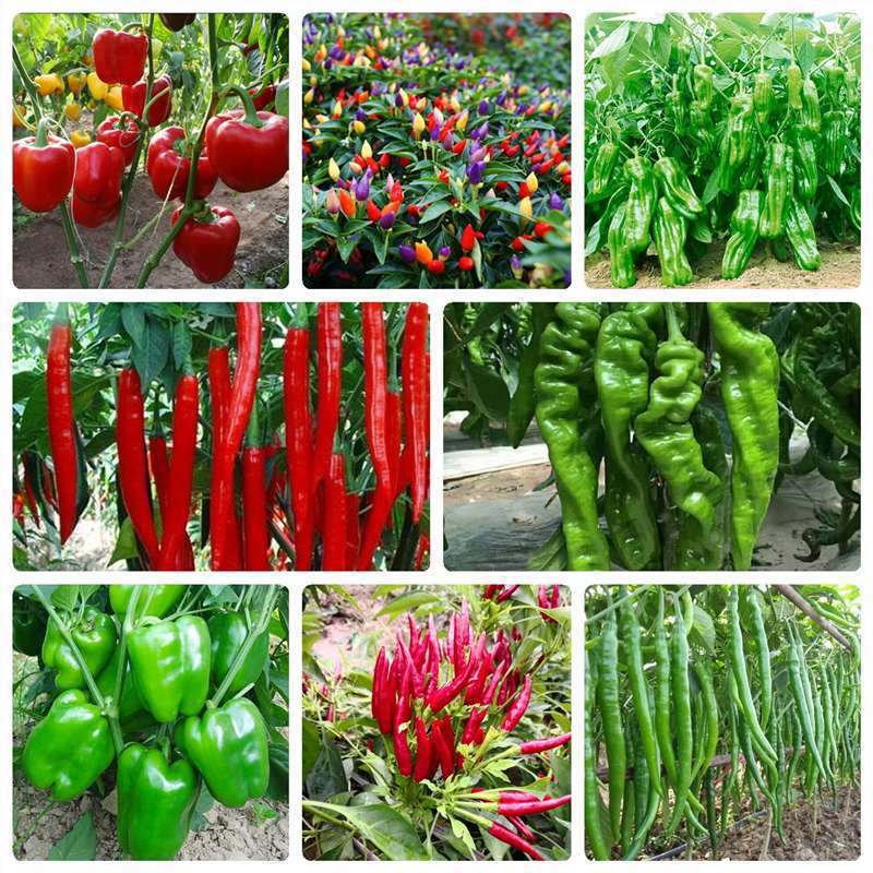 五彩椒种子朝天椒超辣小米椒高产辣椒阳台室内盆栽四季蔬菜花种籽