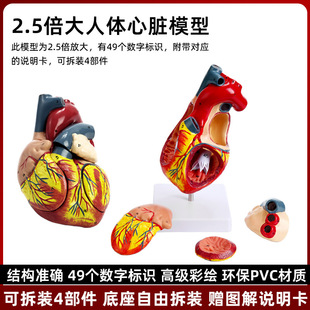 �������K����ģ��B���ʳ��� ѭ�hϵ�y�ăȿ����KѪ�� �̌Wģ��