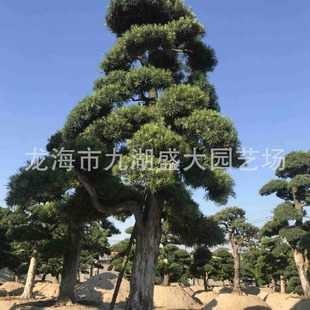 �㽭�����_�h���辰 �ձ��_�h�ɴ�����l ӭ���ɇ��a�_�h�Ƀr��