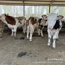 西门塔尔牛肉牛犊小牛犊活体改良肉牛犊子繁殖种牛活牛价格